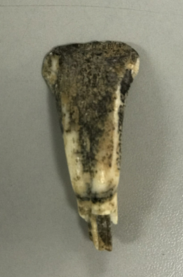 重庆巫山玉米洞遗址出土的牛齿端刮器，距今7-8万年。重庆中国三峡博物馆供图