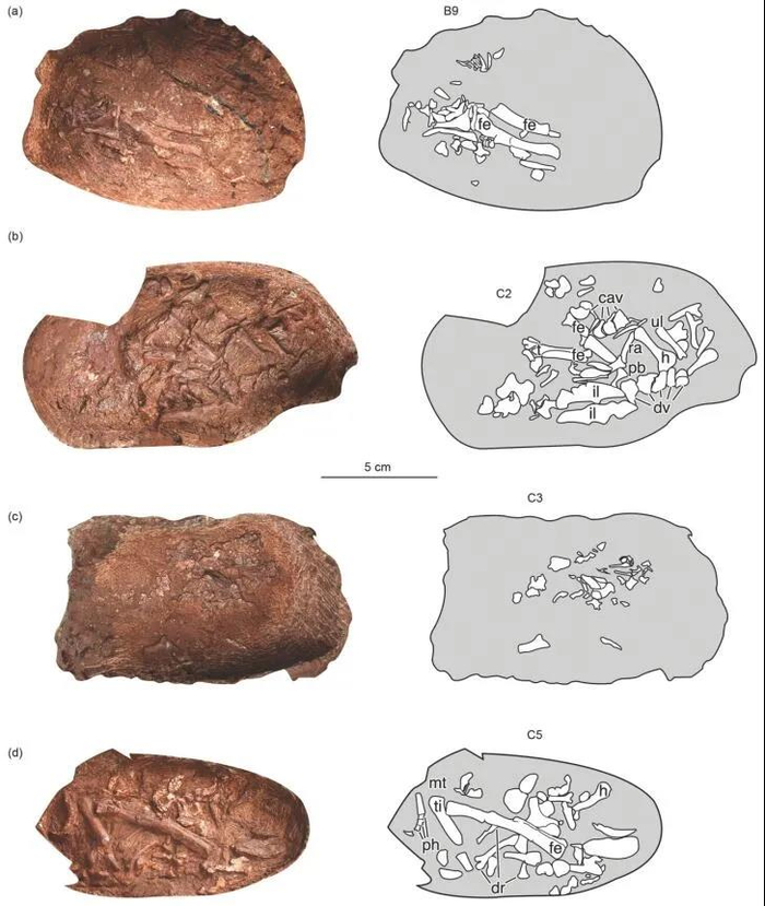 ↑窃蛋龙蛋扫描图，可以看到不同发育阶段的胚胎。毕顺东供图