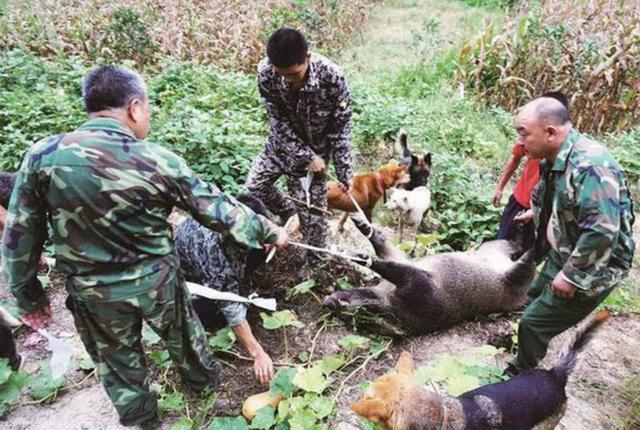 百万头野猪中国泛滥，猎杀野猪被判刑！为何无法参考美国方法？|保护动物|农民|野生动物|德州|加拿大_新浪新闻