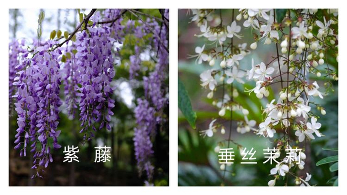 垂丝茉莉可与紫藤媲美,枝条轻舞飞扬,花朵好像白蝴蝶|网红|花期|地区|环境|气候_新浪新闻