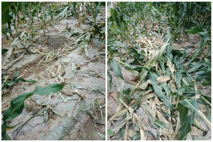 甘肃陇南某村民某村村民反映自家玉米地被野猪毁坏 图源：人民网“领导留言板”