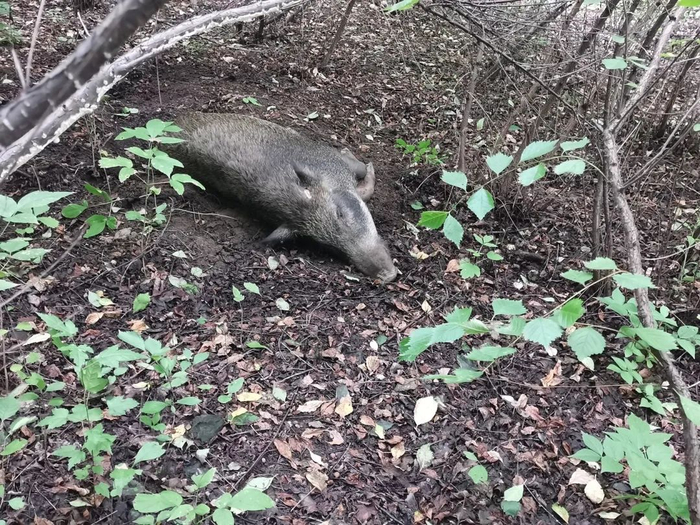 今年8月，民警将一头闯入黑河市闹市区的野猪当场击毙 图源：IC Photo