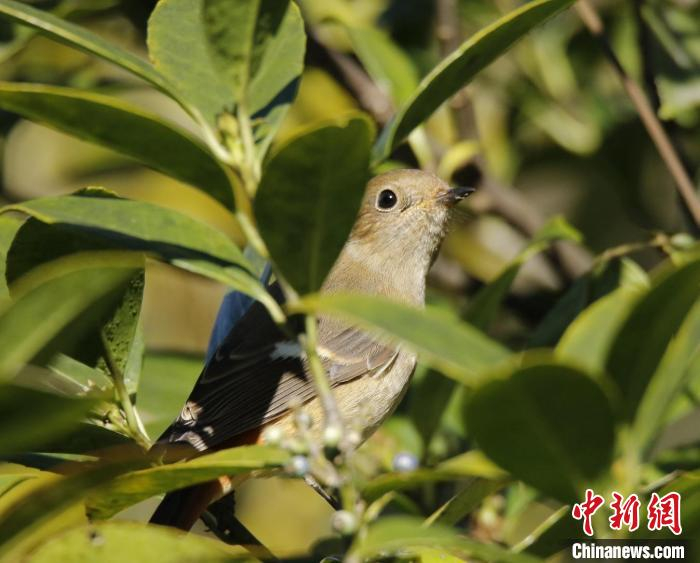 北红尾鸲 增城区委宣传部 供图