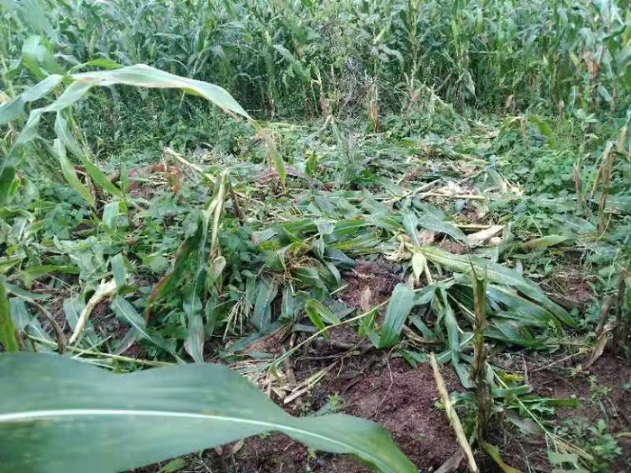 七月份，被野猪糟蹋的玉米地。受访者供图