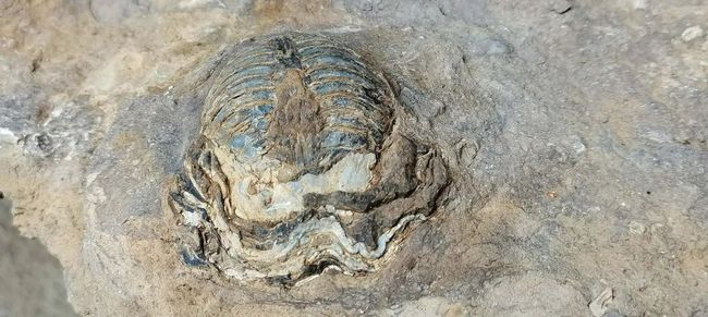 于贵州毕节发现距今3亿年的寒武纪时期三叶虫化石