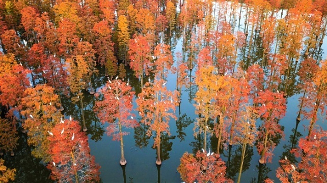 图为：一群鸟儿栖息在树梢 央广网发 通讯员供图