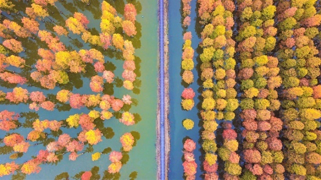 图为：武汉涨渡湖湿地“水上森林”色彩斑斓 央广网发 通讯员供图