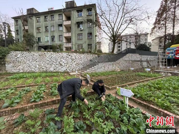 居民在共享菜园摘菜。　张斌 摄