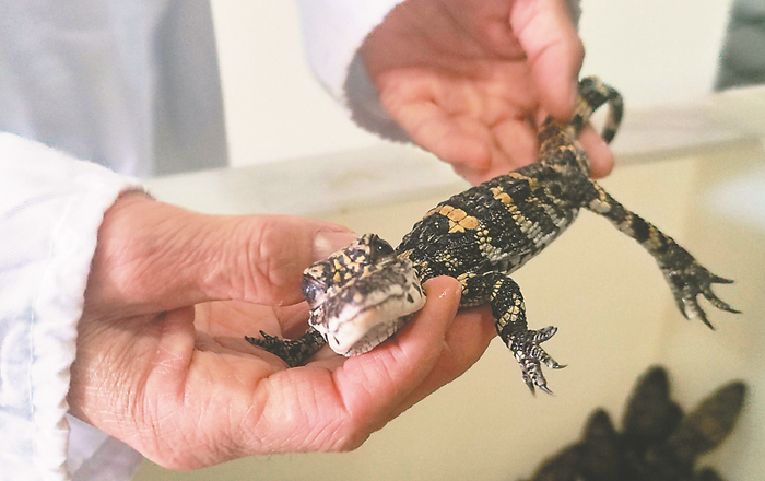 ◆11月24日，安徽扬子鳄国家级自然保护区内，工作人员正在检查幼年鳄生长情况。