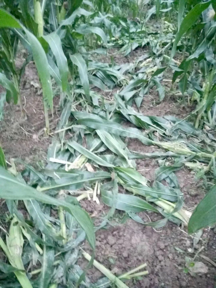 ▲被野猪糟蹋的玉米地 。受访者提供