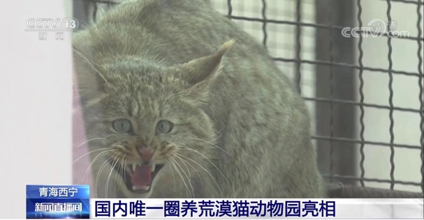 国内唯一圈养荒漠猫，2020年10月19日在青海海北藏族自治州门源县获救