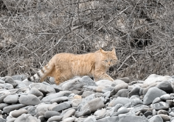 野外环境的荒漠猫（图片来源：新华社）