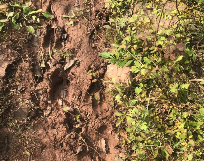 ▲田地里野猪的脚印。新京报记者 杨柳 摄