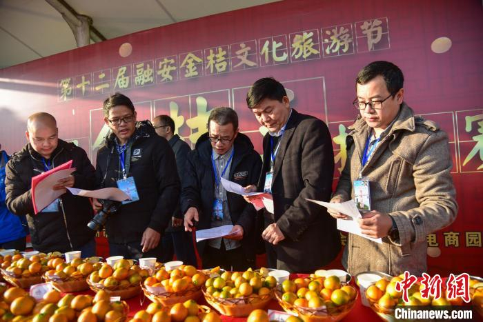 评委对参选金桔进行评选。　王以照 摄