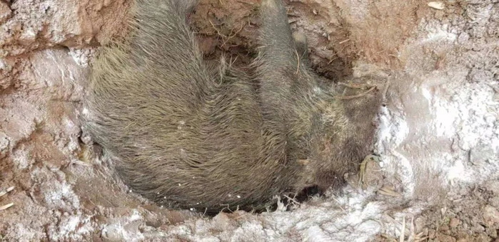▲巴中农联护农狩猎队对猎捕到的野猪进行无害化处理。受访者供图