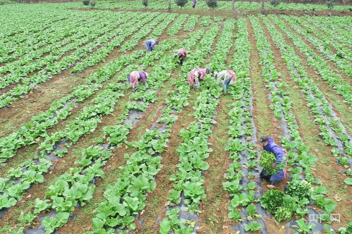 村民采收蔬菜（央广网发 吴守良 摄）