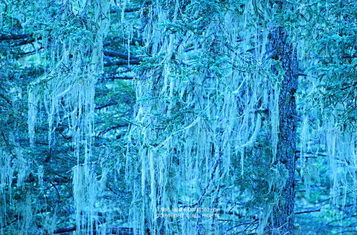 挂着长松萝的针叶林，色彩像东山魁夷的画。本文均为 三蝶纪 图