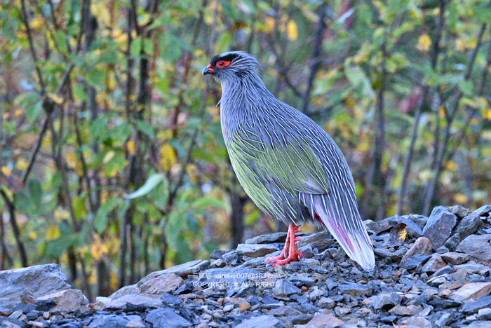 血雉四川亚种（雄性）