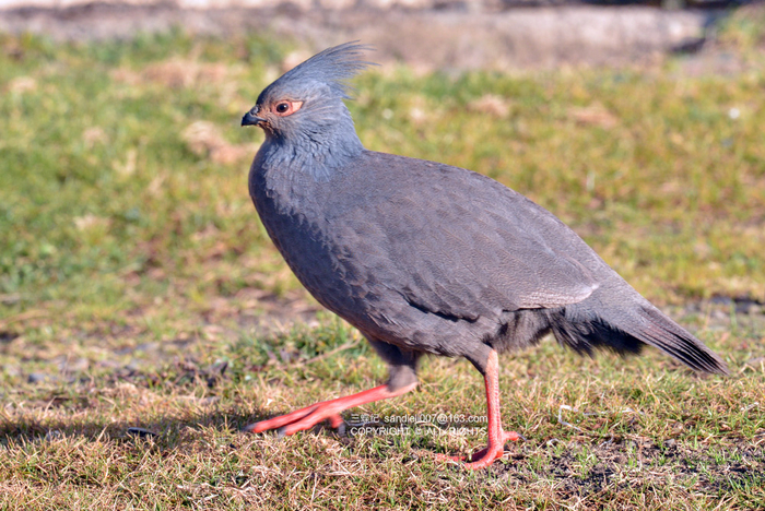 血雉四川亚种（雌性）