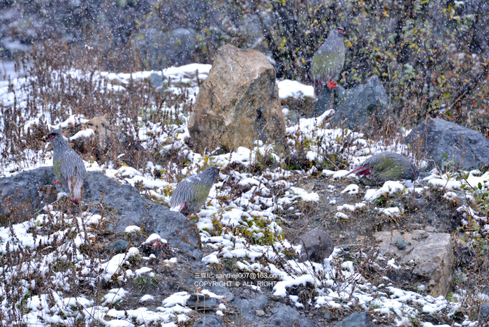 雪中的五只血雉