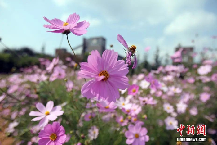 中新社记者 李进红 摄