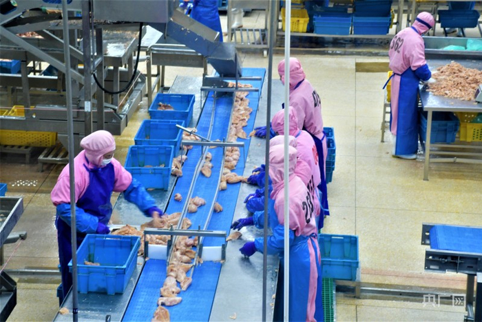 圣农宰杀四厂，工人们正在挑选鸡胸肉（央广网记者  罗晓英摄）