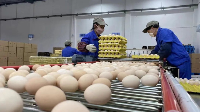 正在人工分拣的德青源鸡蛋 丰都县委宣传部供图