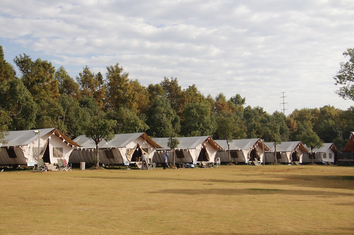 上海海湾国家森林公园的牛野露营帐篷谷。   澎湃新闻记者 王昱 图