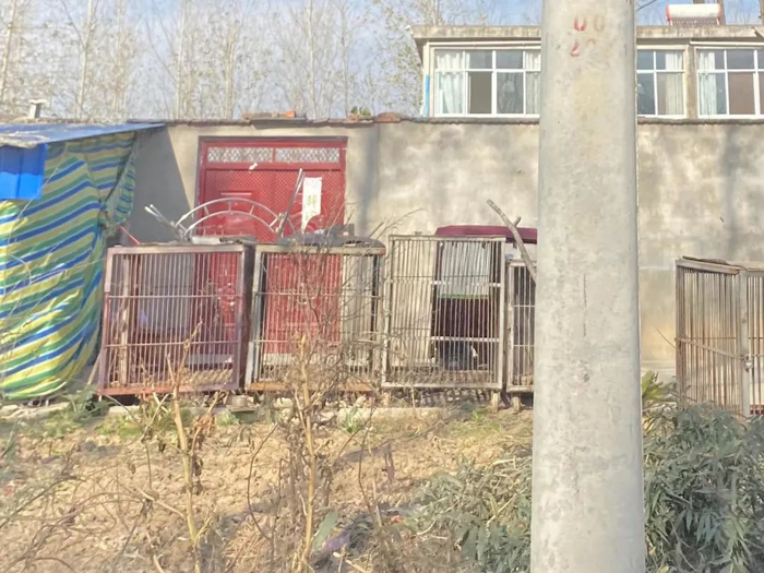 ▲村民（养殖户）门口放置的铁笼子。新京报 咸运祯 摄