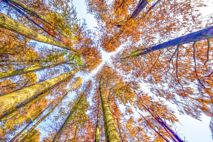 桂湖风光（央广网发 王战飞摄）