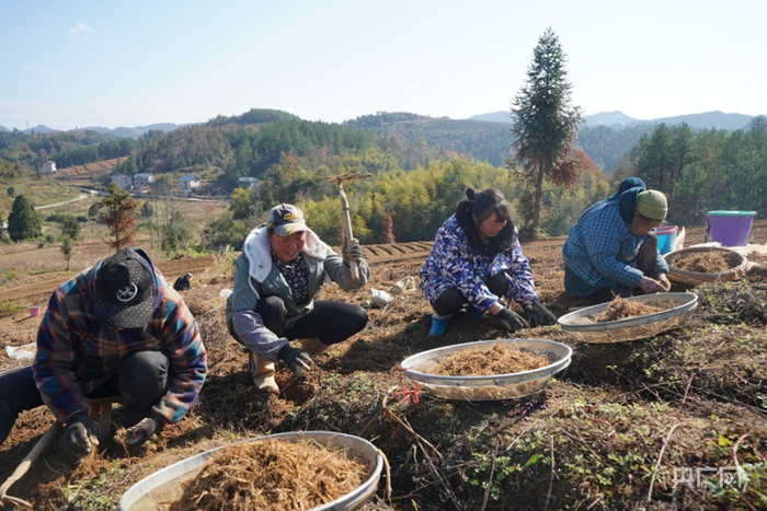 岑巩县客楼镇安山村太子参种植基地，村民在挖太子参种。（央广网发 吴国明 摄）