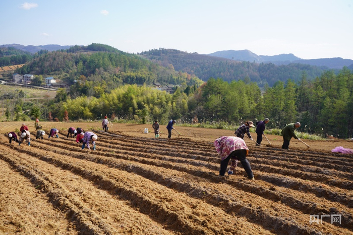 岑巩县客楼镇安山村太子参种植基地，村民们正在种植太子参。（央广网发 黄燕 摄）