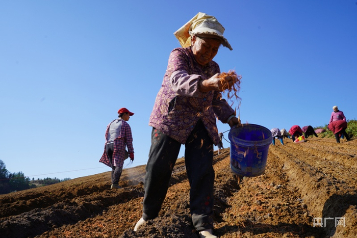 岑巩县客楼镇安山村太子参种植基地，村民在撒太子参种子。（央广网发 黄燕 摄）