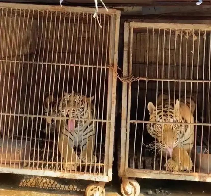 ▲养殖户家中的老虎。新京报记者 咸运祯 摄