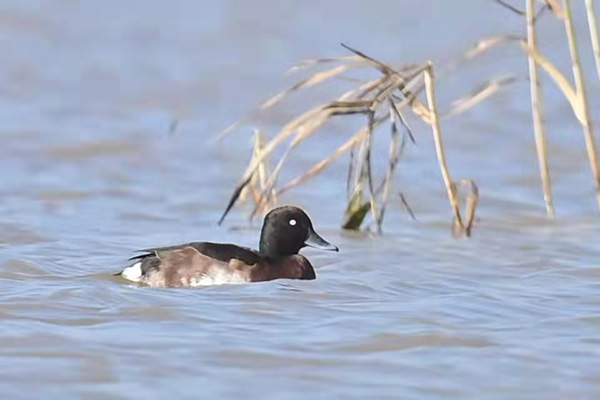 图说：观鸟爱好者在南汇东滩拍到青头潜鸭。陈妙春 摄