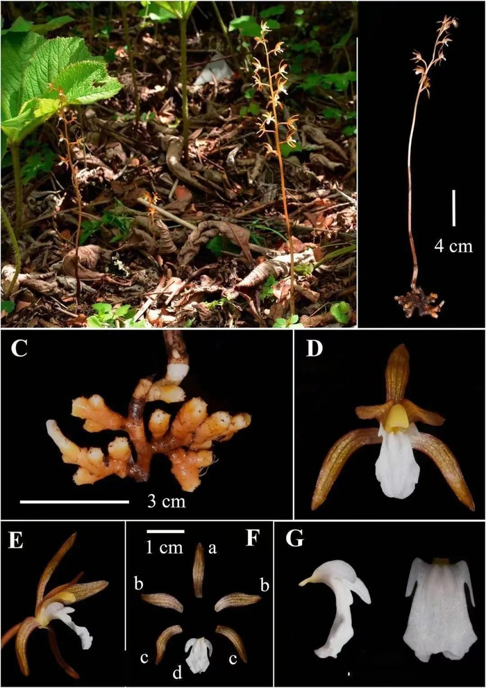 中华珊瑚兰。图片来源：国家林草局
