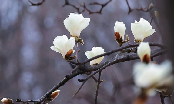 白玉兰和白兰花，名字太相近易混淆，5大区别来了|小编|木兰科|花期|左右|花朵_新浪新闻