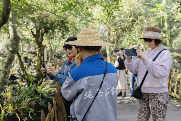 施茶火山石斛园 央广网发 秀英区旅文局 供图
