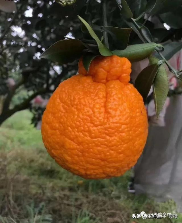 一图解析丑柑(不知火)、春见(耙耙柑)、清见、明日见、爱媛等区别|日本|柑橘|品种|口感|杂柑_新浪新闻