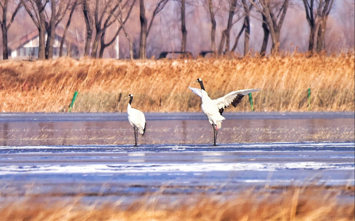 12月5日9时许，丹顶鹤在野鸭湖自由栖息。新京报记者 陶冉 通讯员 张延 摄