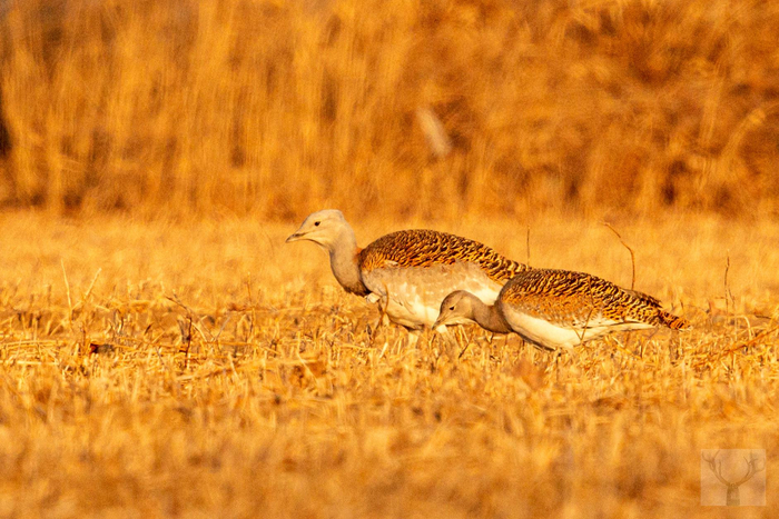 大鸨来到台湖农田觅食。钟震宇 摄