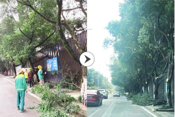 道路裁剪树枝前后（央广网发 旭辉供图）