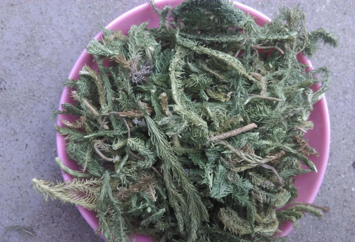 伸筋草学名石松,以前农村当柴烧,如今20元一斤,看到请珍惜