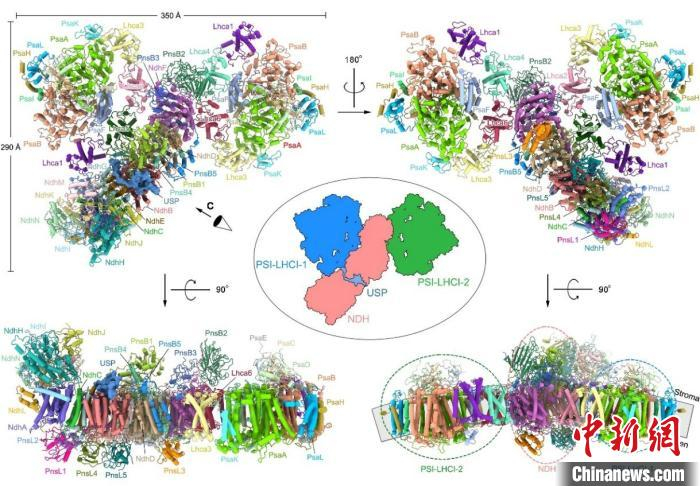 高等植物大麦PSI-NDH的整体结构示意图。 中科院植物所  供图