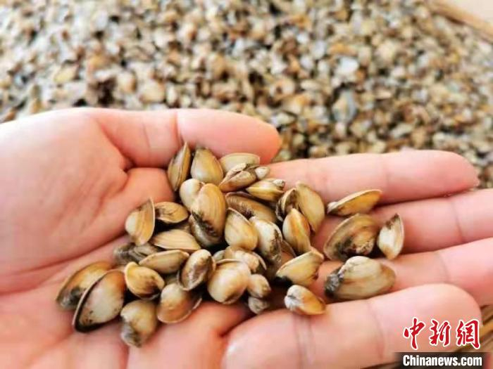 台山水域盛产的蓝蛤 李晓春 摄