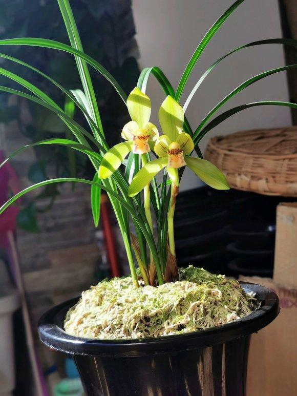种兰花,芦头要露出来,植料突出花盆,增加兰花的透气性|客厅|植物|国人|空气|家庭_新浪新闻