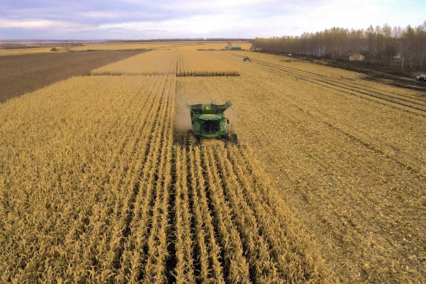 黑龙江省绥化市北林区玉米收割现场（无人机照片）。新华社图