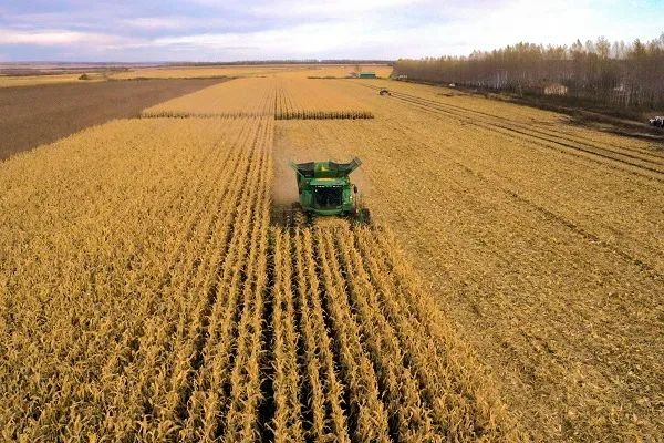 ▲黑龙江省绥化市北林区玉米收割现场（无人机照片）。新华社图