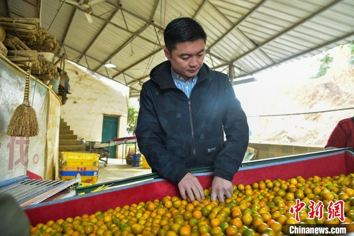 林俊合在检查收购的金桔。　王以照 摄