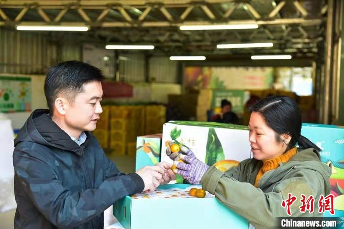 林俊合和妻子在收购点包装金桔。　王以照 摄